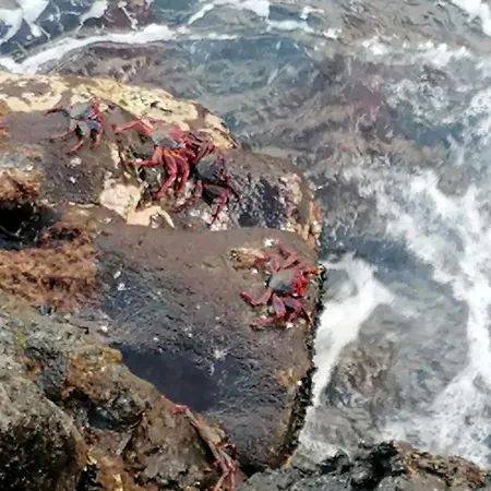 Alojamiento Pescador *